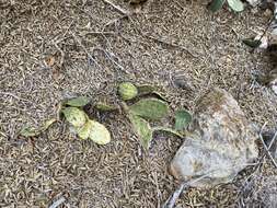 Image of Opuntia pyrocarpa Griffiths