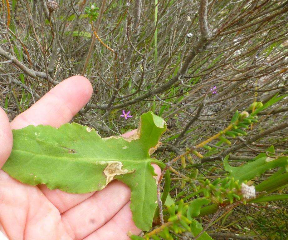 Image of Rumex lativalvis Meisn.