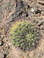 Image of Gymnocalycium saglionis (F. Cels) Britton & Rose