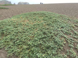 Image of silver bur ragweed