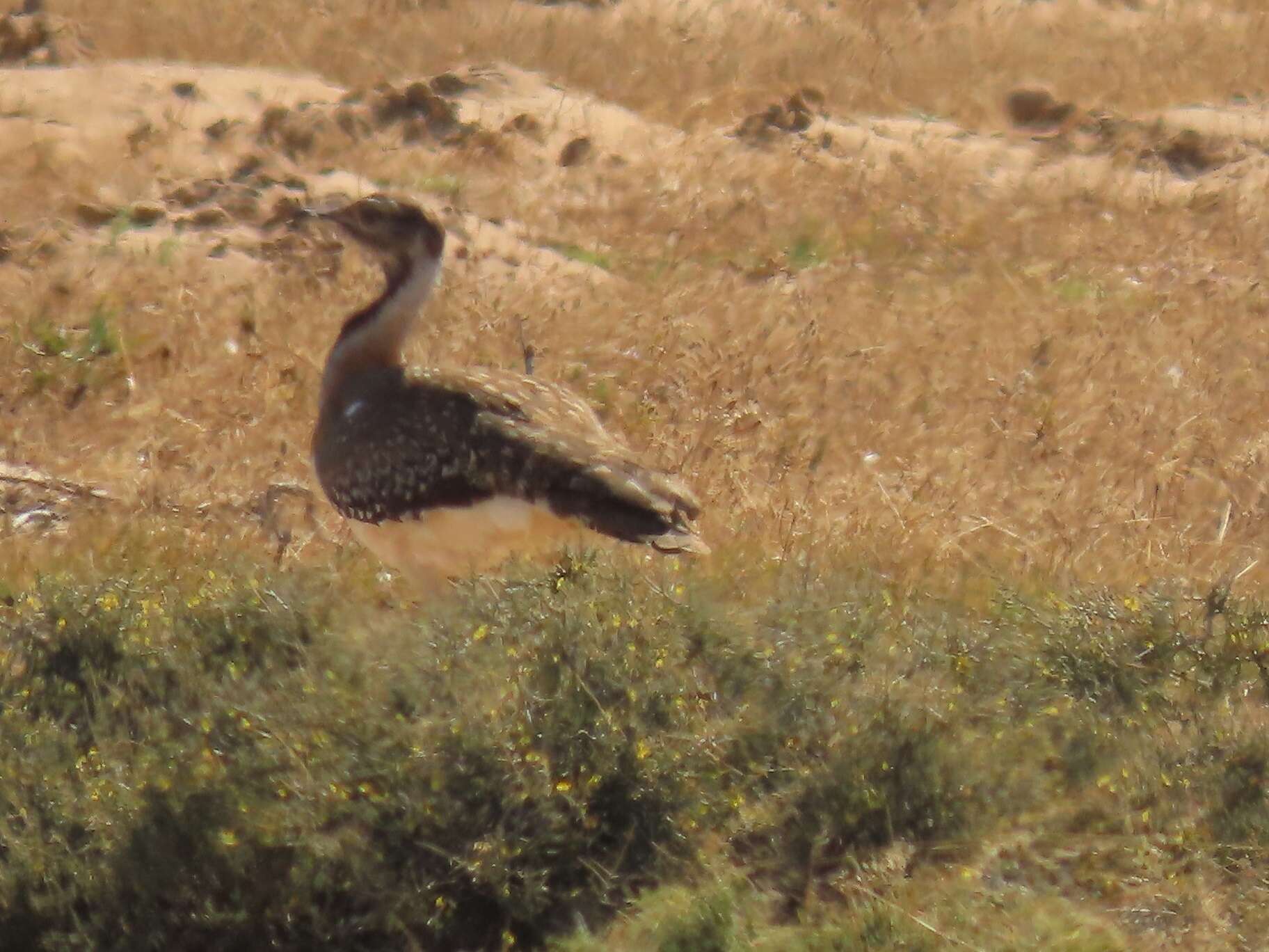 Image of Ludwig's Bustard