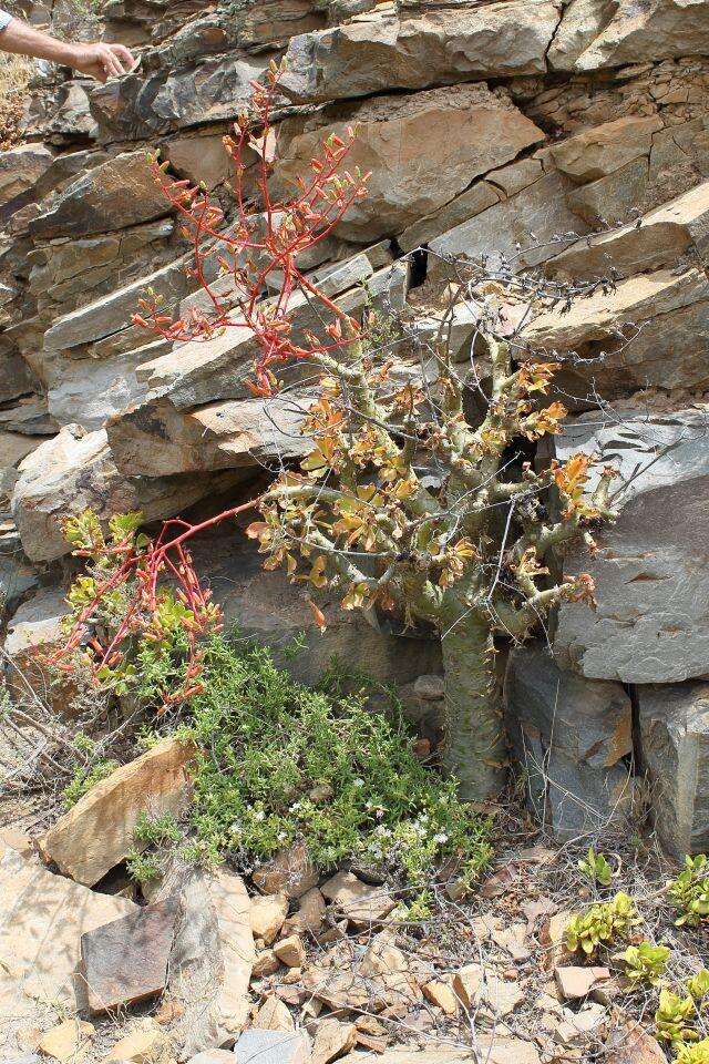 Image of Delosperma subincanum (Haw.) Schwant.