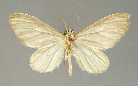 Image of <i>Graphidipus gorrion</i> Dognin 1893