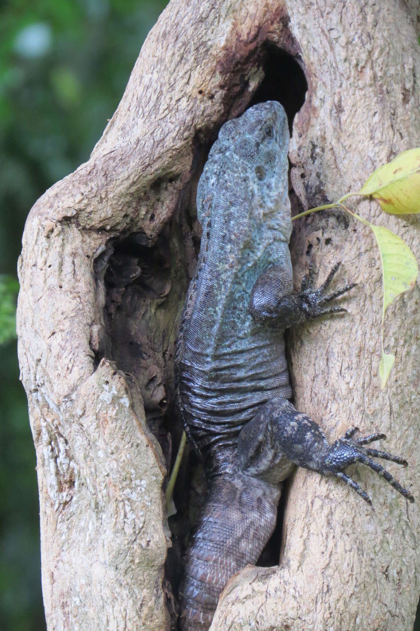 Image of Baker's Spinytail Iguana