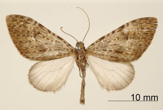 Image of <i>Graphidipus subpisciata</i> Dognin 1903