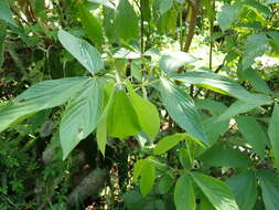 Flemingia macrophylla (Willd.) Merr. resmi