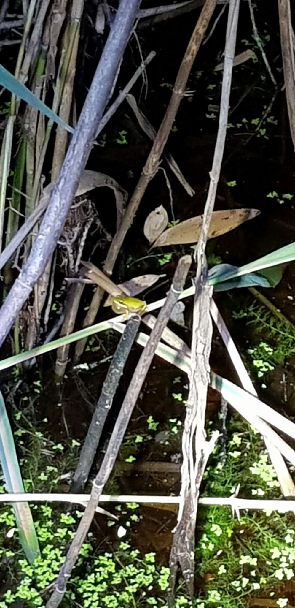 Litoria fallax (Peters 1880)的圖片