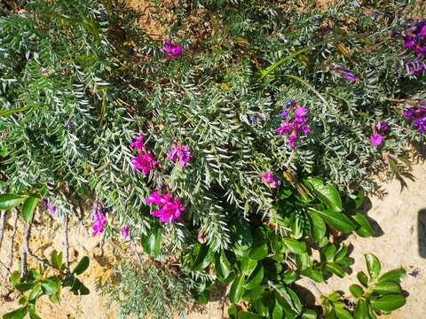 Image of Oxytropis exserta Jurtzev