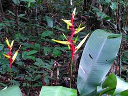 Image of Heliconia richardiana Miq.