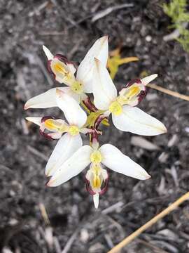 Image of Disa bivalvata (L. fil.) T. Durand & Schinz