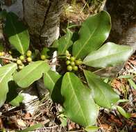 Sivun Euclea natalensis subsp. obovata F. White kuva