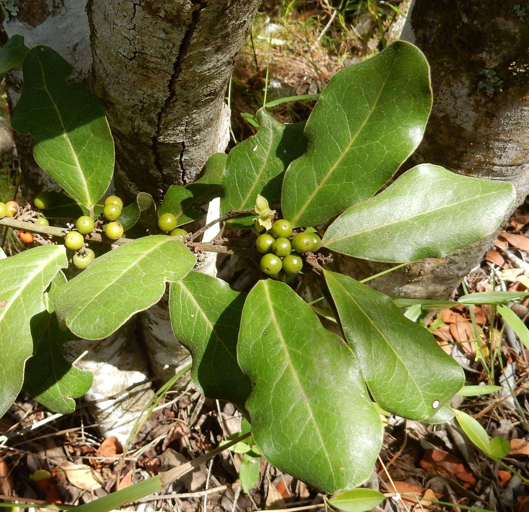 Sivun Euclea natalensis subsp. obovata F. White kuva