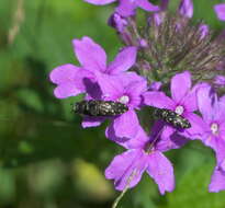 صورة Acmaeodera tubulus (Fabricius 1801)