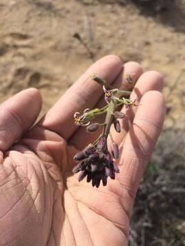 Image of hairy wild cabbage