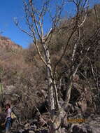 Imagem de Erythrina flabelliformis Kearney