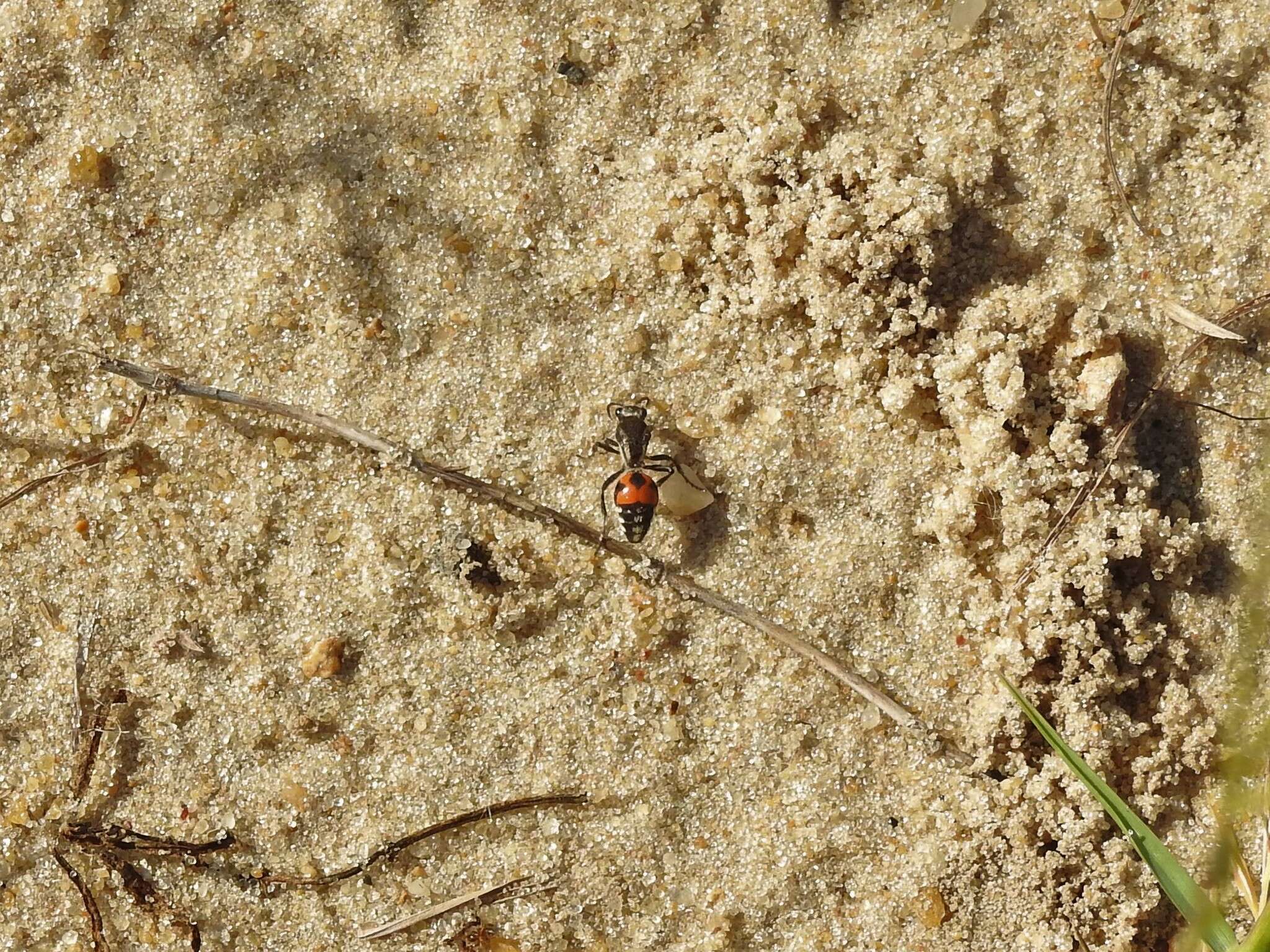 Image of Traumatomutilla ocellaris (Klug 1821)