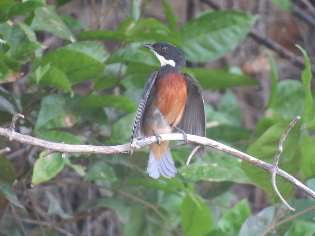 Imagem de Coroa-de-fogo