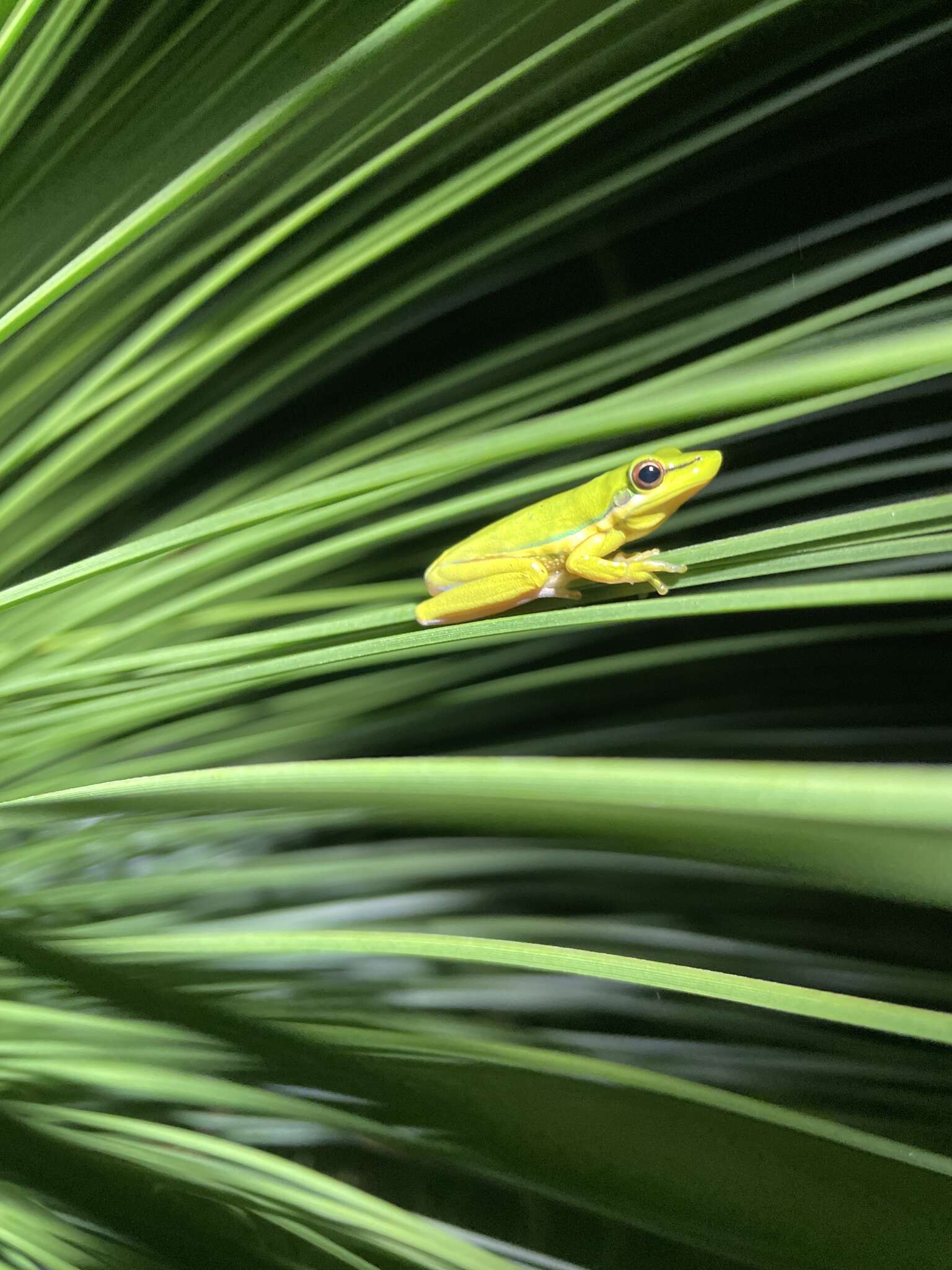 Image de Litoria olongburensis Liem & Ingram 1977