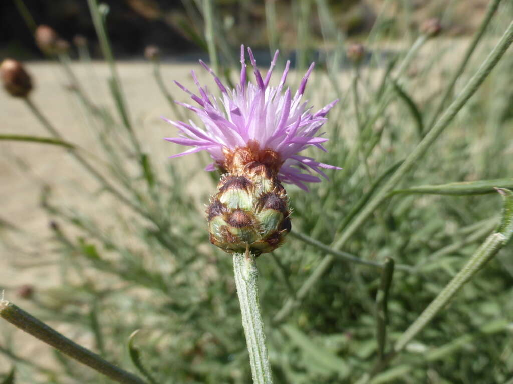 Centaurea carratracensis Lange的圖片