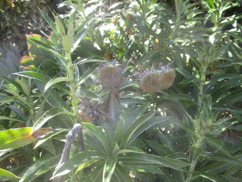 Image of Carlina salicifolia (L. fil.) Cav.