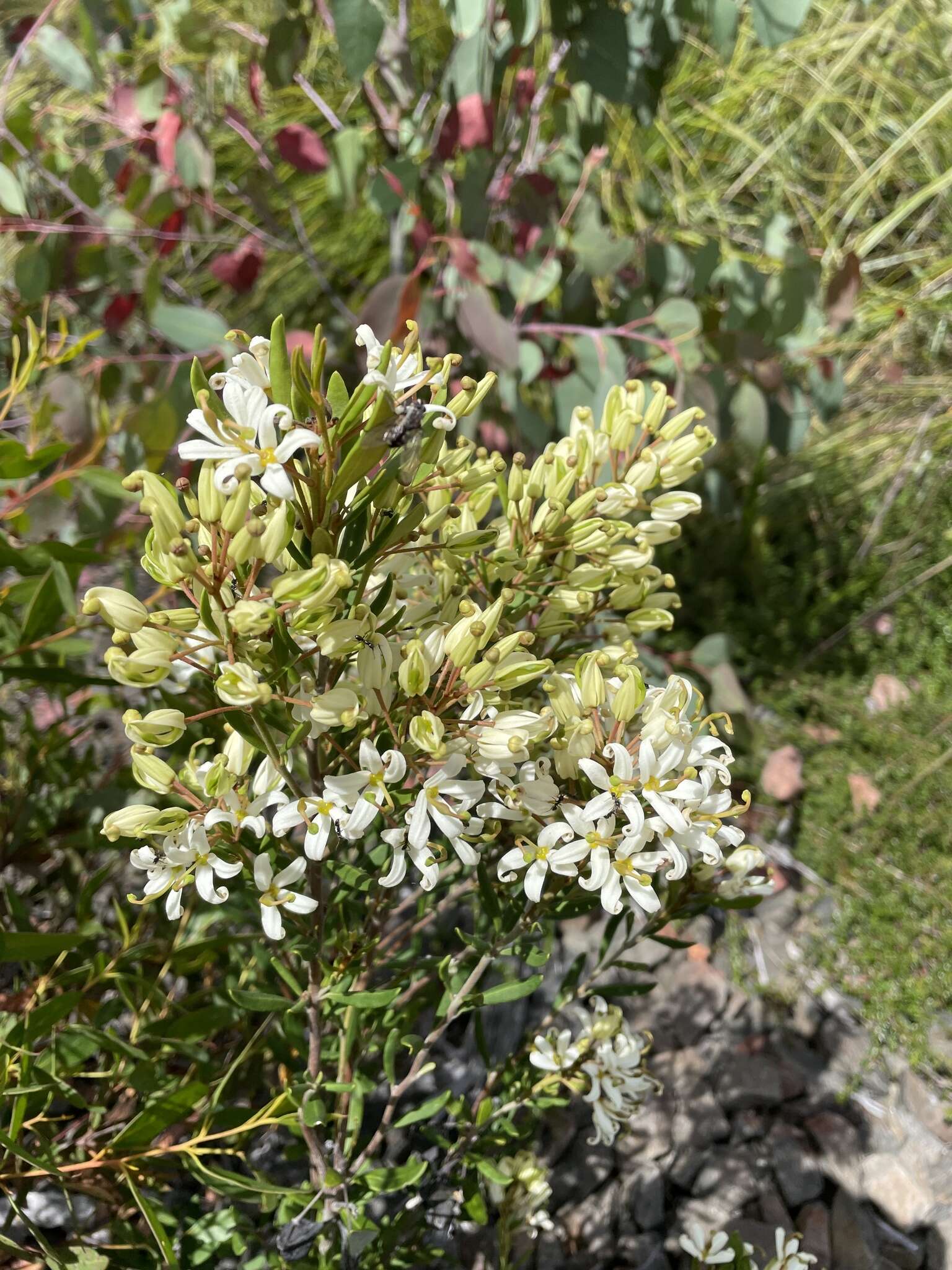 Image of Lomatia polymorpha R. Br.