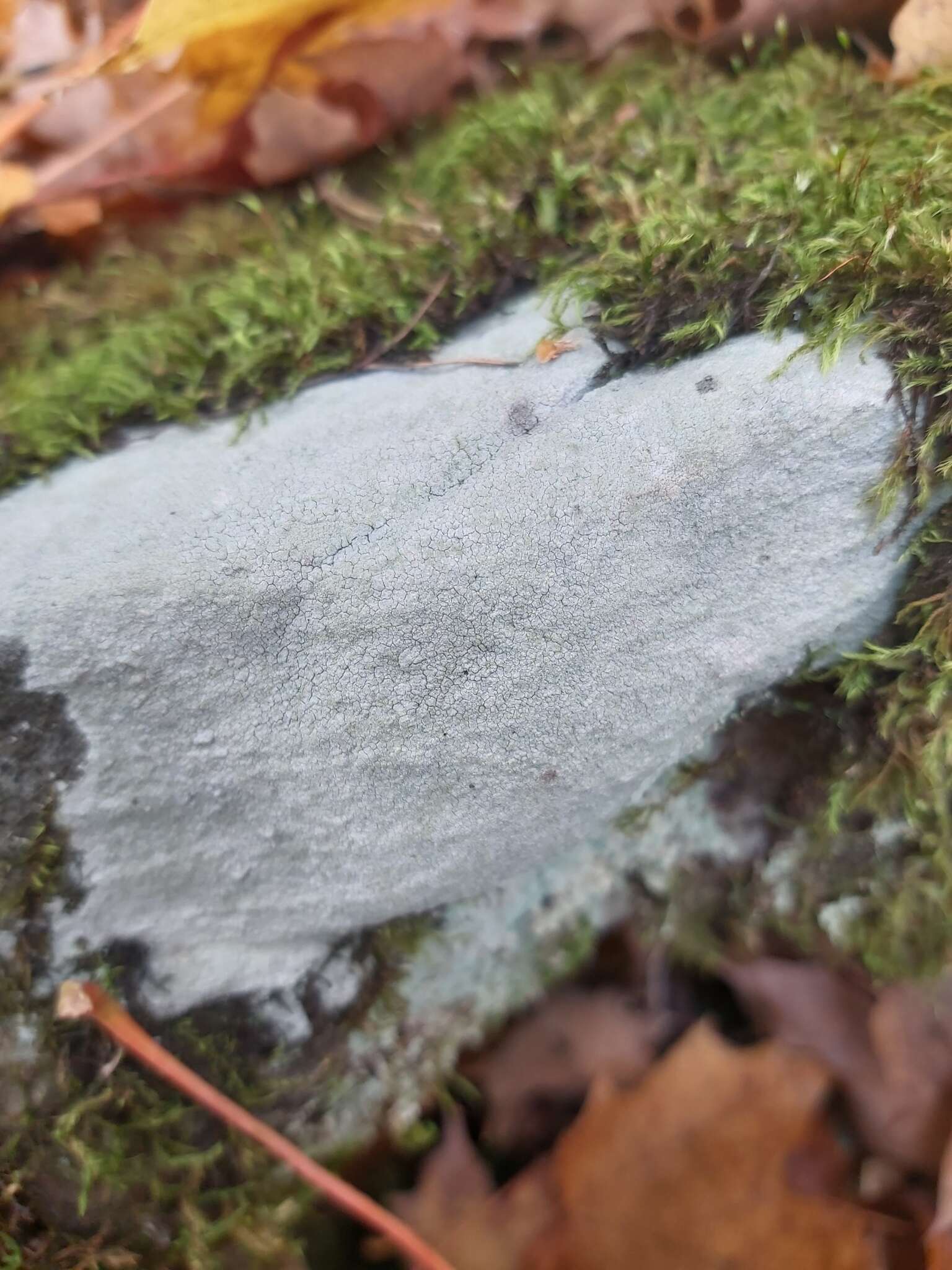 Image of disk lichen