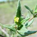 Image of Eclipta platyglossa subsp. borealis E. W. Cross & Orchard