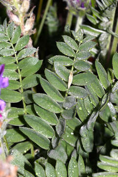 Image of Oxytropis ruthenica Vassilcz.