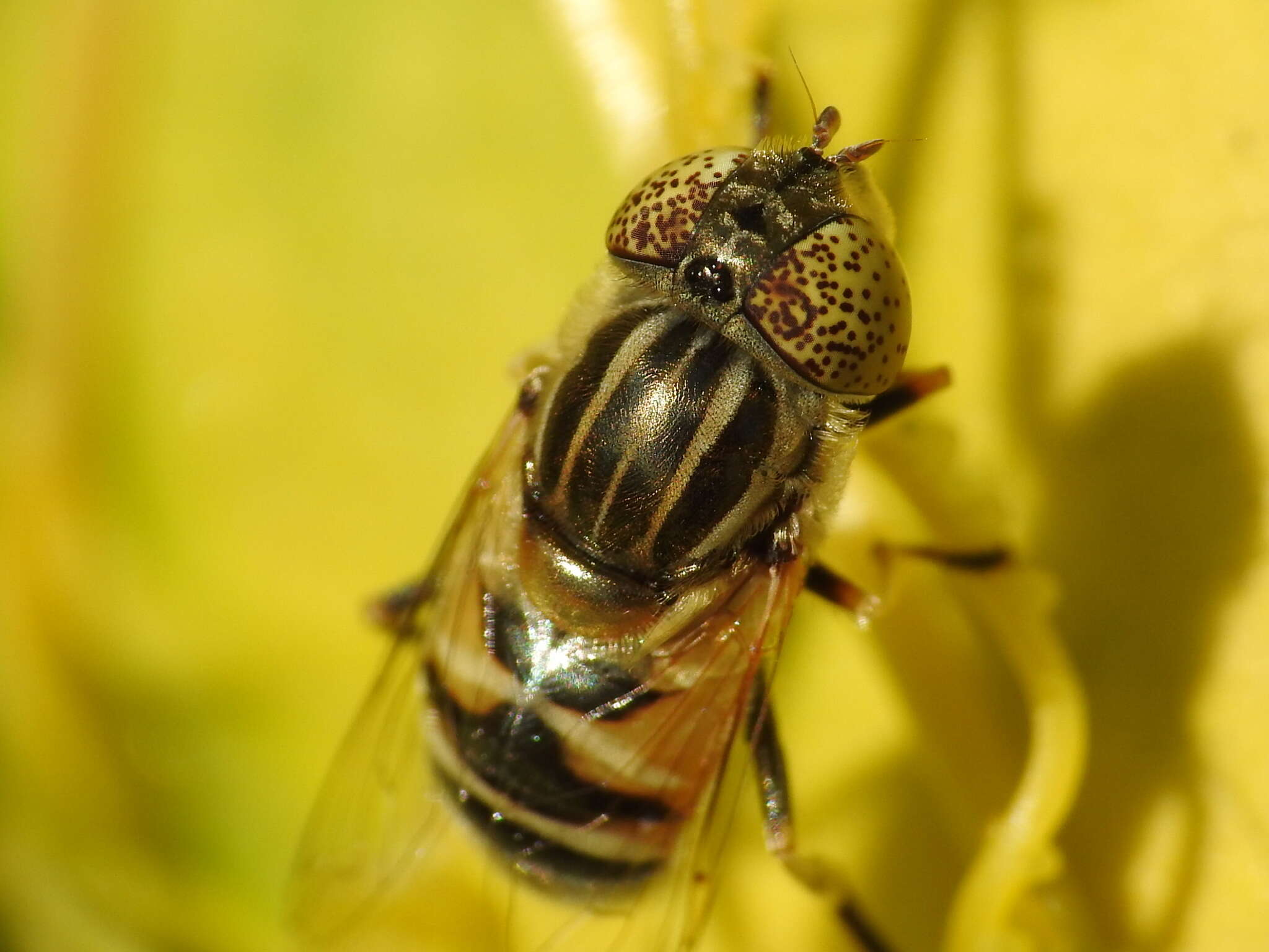 صورة Eristalinus megacephalus (Rossi 1794)