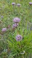 صورة Allium lusitanicum Lam.