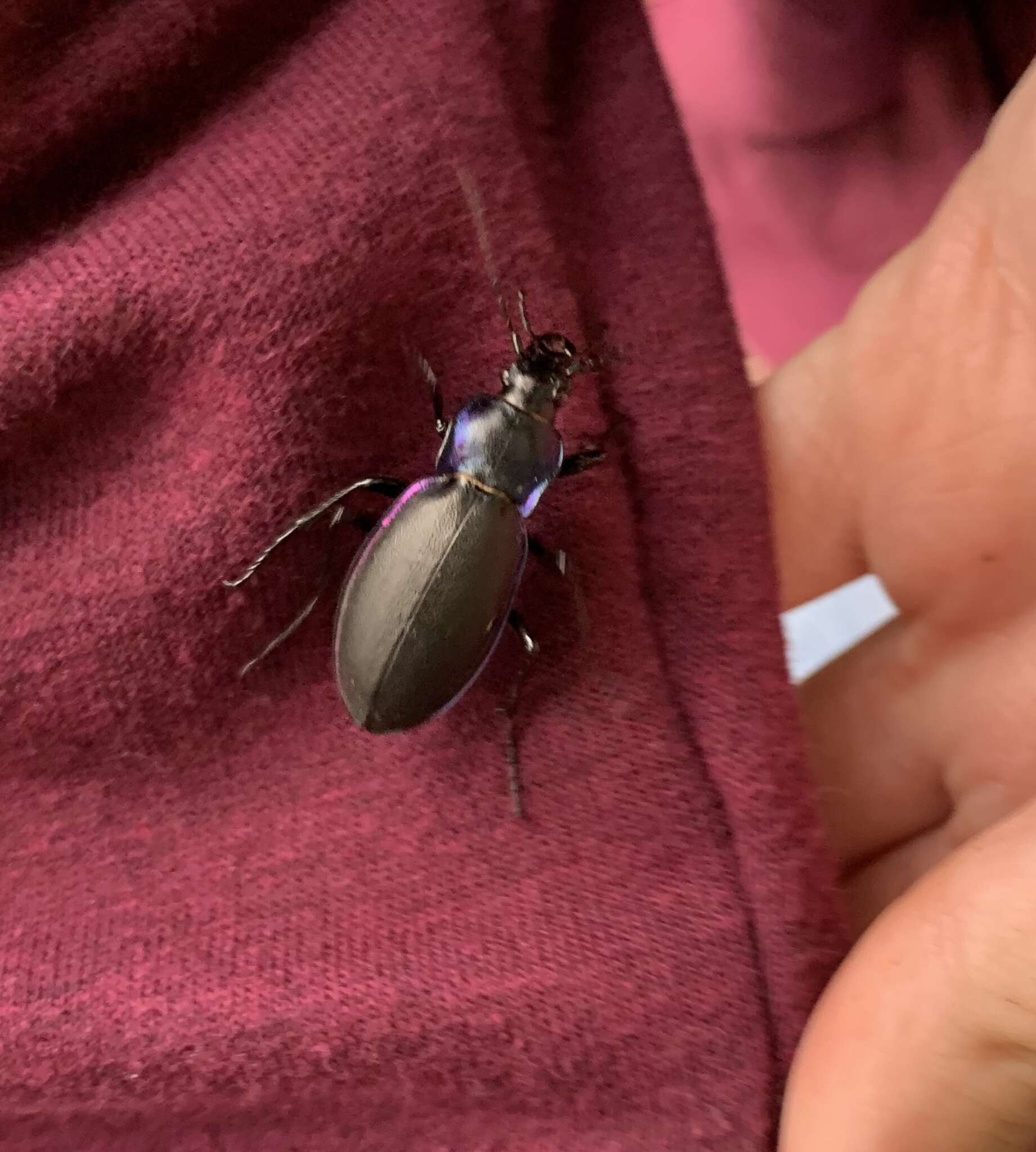 Image of Violet Ground Beetle