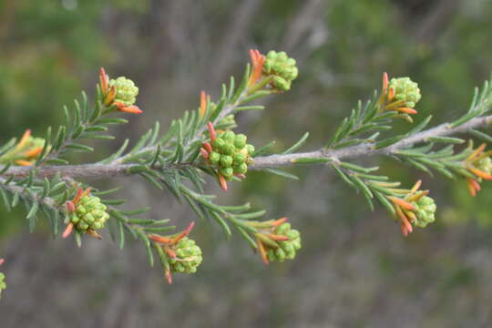 Слика од Kunzea glabrescens H. R. Toelken