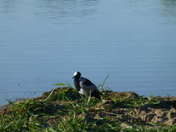 Image of Blacksmith Lapwing