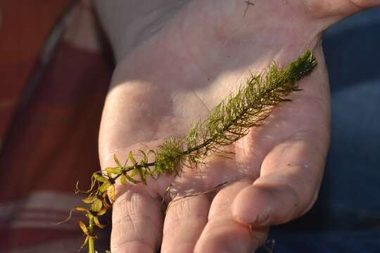 Myriophyllum heterophyllum Michx. resmi