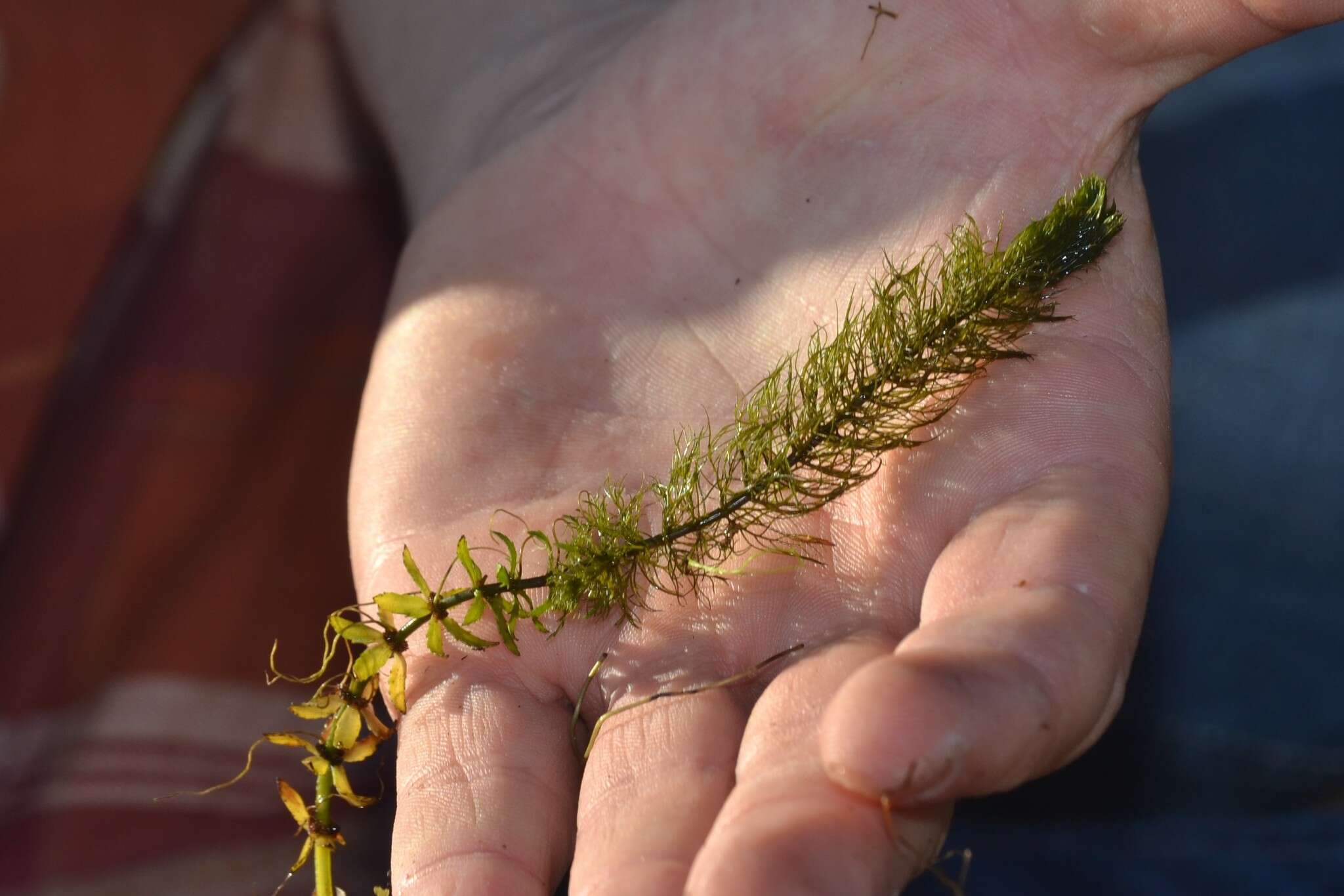 Image of twoleaf watermilfoil