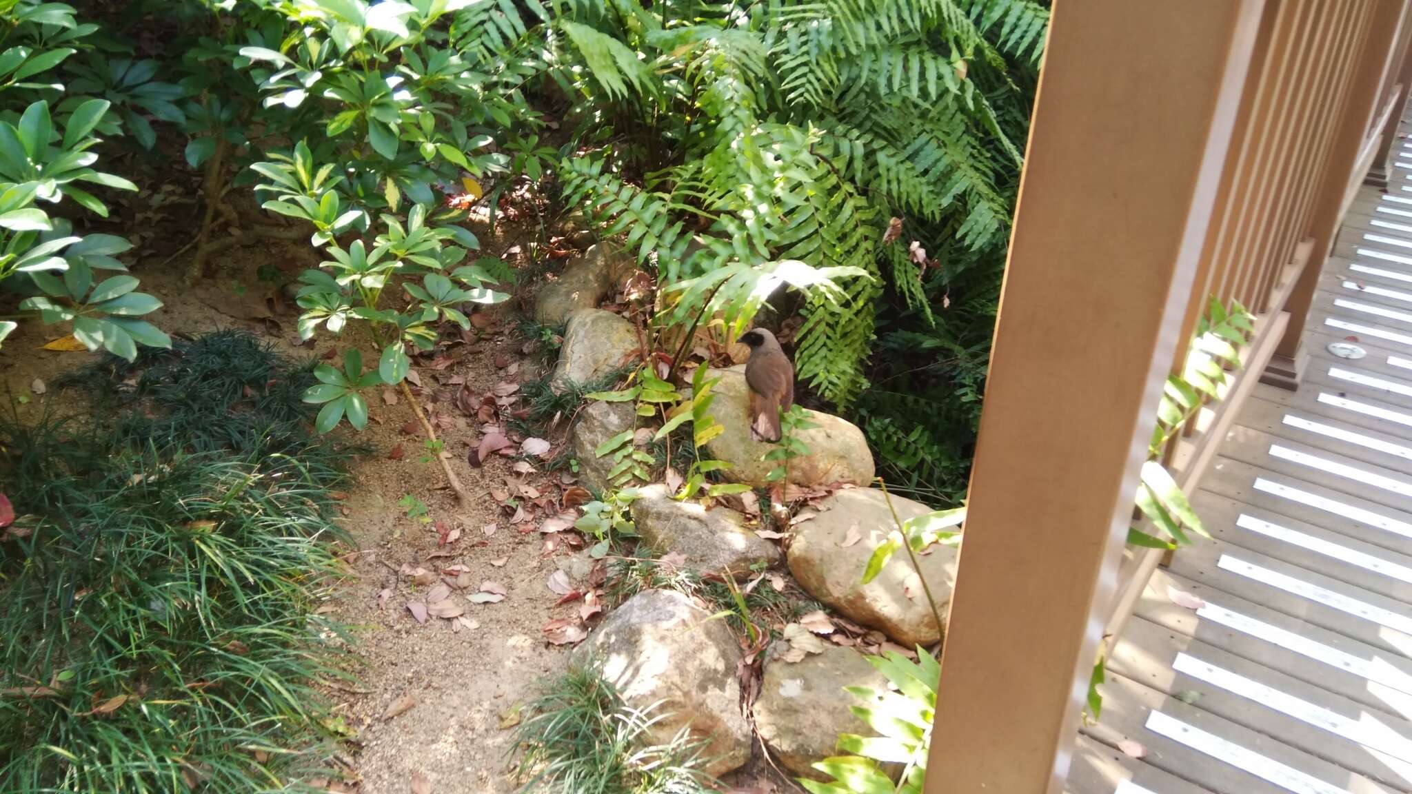 Image of Masked Laughingthrush