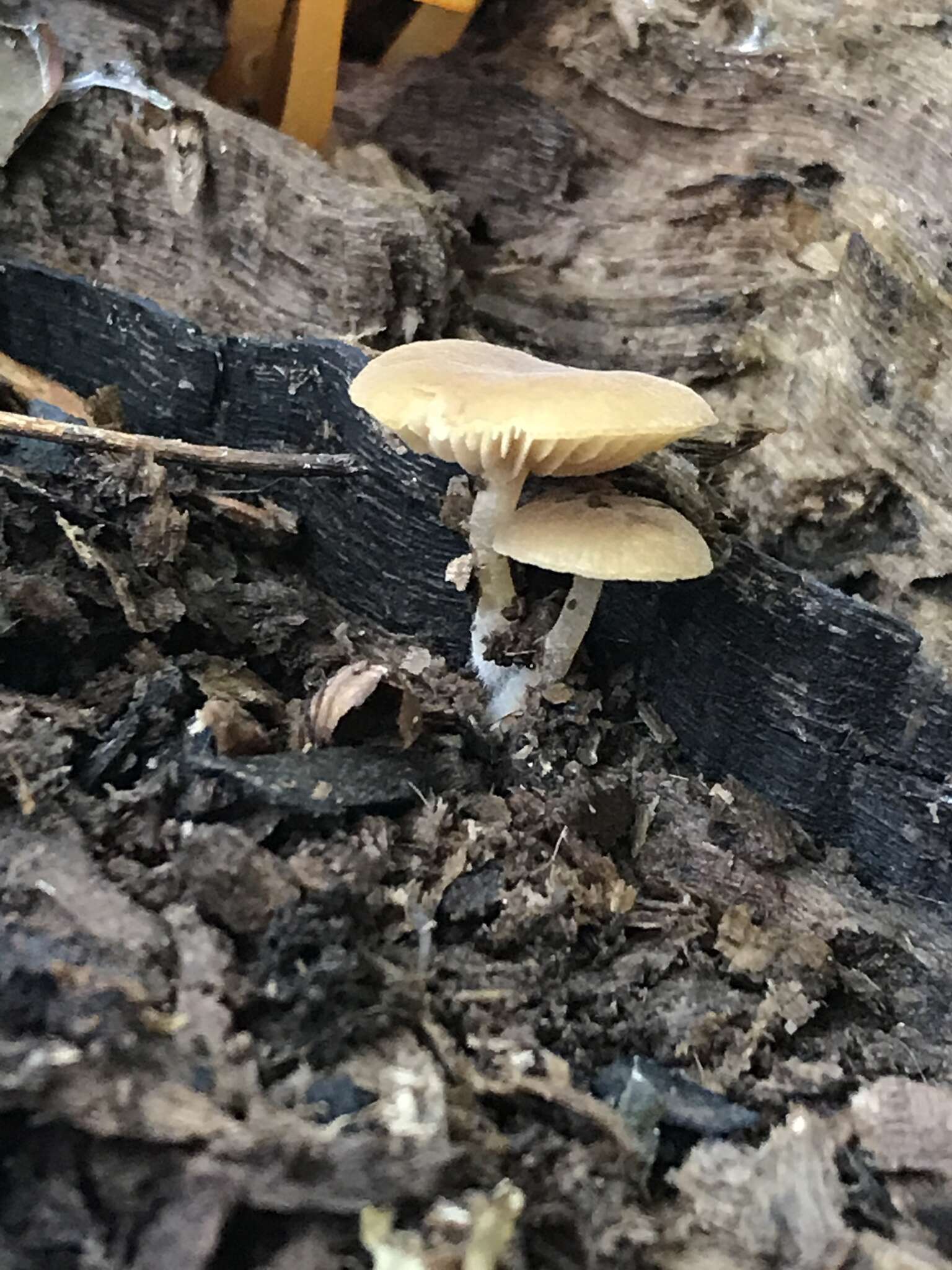 Image of Simocybe serrulata (Murrill) Singer 1962