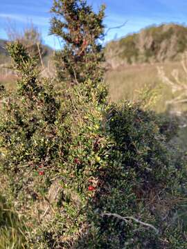 Image of Coprosma nitida Hook. fil.