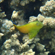 Image of Lady Musgrave blenny