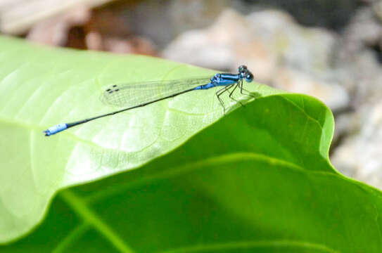 Image of Xiphiagrion cyanomelas Selys 1876