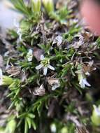 Image of elegant stitchwort