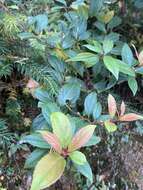 Image of Gaultheria fragrantissima Wall.