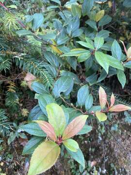 Imagem de Gaultheria fragrantissima Wall.