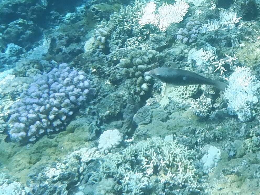 Image of Big belly Parrotfish