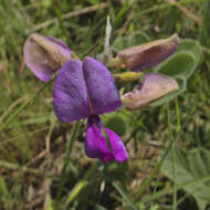 Image of Tephrosia natalensis subsp. pseudocapitata (H. M. L. Forbes) Schrire