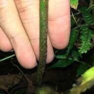 Image of Polystichum integripinnum Hayata