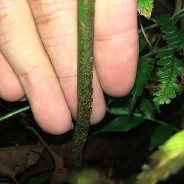 Imagem de Polystichum integripinnum Hayata