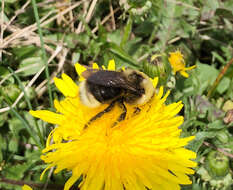 Image of Ashton's Cuckoo Bumblebee