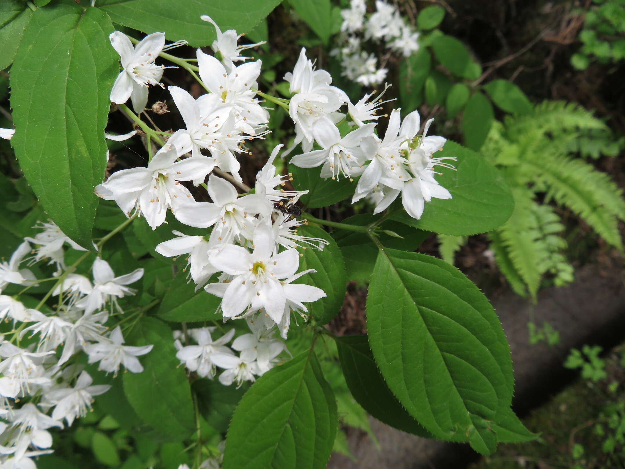 Image of slender pride of Rochester