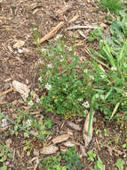 Image of Pennsylvania bittercress